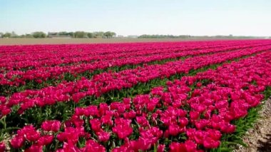 Hollanda 'daki lale çiçeği tarlası. Gün batımında Noordoostpolder. Alacakaranlık Flevolands, renkli lale çizgileri.