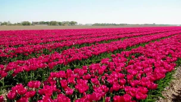 Pole kwiatów tulipanów w Holandii Noordoostpolder podczas zachodu słońca Flevolands, kolorowe linie tulipanów — Wideo stockowe