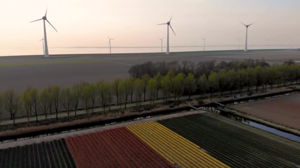 Noordoostpolder Hollanda 'sında renkli lale tarlaları olan yel değirmeni çiftliği, denizde ve karada yeşil enerji yel değirmeni türbini — Stok video