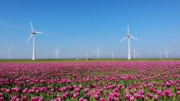 Noordoostpolder Hollanda 'sında renkli lale tarlaları olan yel değirmeni çiftliği, denizde ve karada yeşil enerji yel değirmeni türbini — Stok video