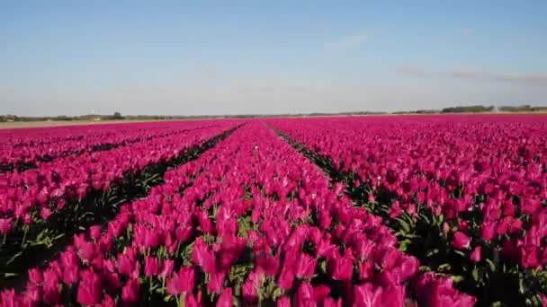 Tulpan blomma fält i Nederländerna Noordoostpolder under solnedgången skymning Flevolands, färgglada linjer av tulpaner — Stockvideo