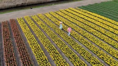 Hollanda 'da bahar boyunca çiçek tarlasında yürüyen çift, Tulip tarlasında erkek ve kız, Noordoostpolder Hollanda' da renkli çiçek çizgileri içinde erkek ve kadın.
