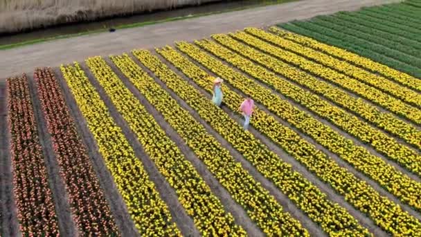 Hollanda 'da bahar boyunca çiçek tarlasında yürüyen çift, Tulip tarlasında erkek ve kız, Noordoostpolder Hollanda' da renkli çiçek çizgileri içinde erkek ve kadın. — Stok video