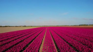 Noordoostpolder Hollanda 'sında renkli lale tarlaları olan yel değirmeni çiftliği, denizde ve karada yeşil enerji yel değirmeni türbini