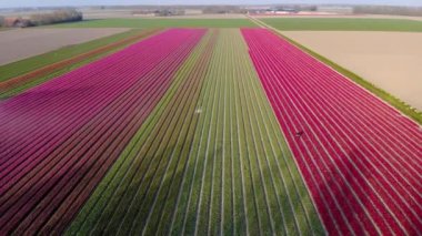 Noordoostpolder Hollanda 'sında renkli lale tarlaları olan yel değirmeni çiftliği, denizde ve karada yeşil enerji yel değirmeni türbini