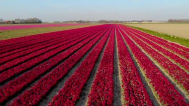 Noordoostpolder Hollanda 'sında renkli lale tarlaları olan yel değirmeni çiftliği, denizde ve karada yeşil enerji yel değirmeni türbini
