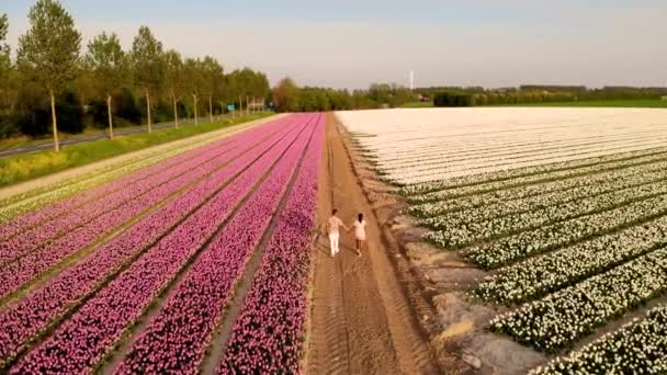 Casal caminhando no campo de flores durante a primavera na Holanda, menino e menina no campo Tulip, homens e mulheres em linhas coloridas de flores na Holanda Noordoostpolder — Vídeo de Stock