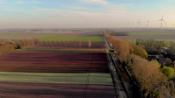 Mulino a vento con campi di tulipani colorati nei Paesi Bassi Noordoostpolder, turbina eolica a energia verde in mare e terra — Video Stock