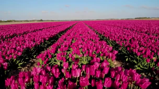 Fazenda de moinho de vento com campos de tulipas coloridos nas terras baixas de Noordoostpolder, turbina de moinho de vento de energia verde no mar e na terra — Vídeo de Stock