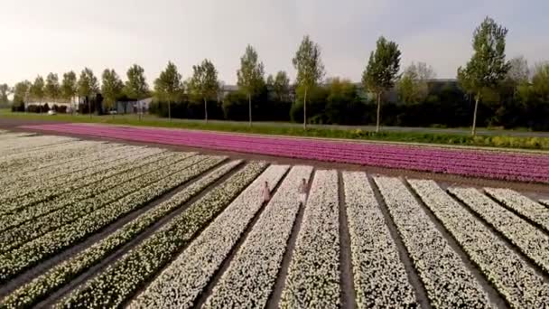 Paar wandelen in bloemenveld in het voorjaar in Nederland, jongen en meisje in Tulpenveld, mannen en vrouw in kleurrijke bloemenlijnen in de Noordoostpolder Holland — Stockvideo