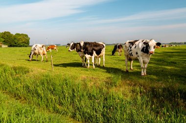 Hollanda 'nın Noordoostpoland' ı Flevoland 'da, güneşli bahar havasında Hollandalı bir grup inek dışarıda bekliyor.