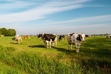 Hollanda 'nın Noordoostpoland' ı Flevoland 'da, güneşli bahar havasında Hollandalı bir grup inek dışarıda bekliyor.