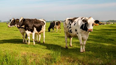 Hollanda 'nın Noordoostpoland' ı Flevoland 'da, güneşli bahar havasında Hollandalı bir grup inek dışarıda bekliyor.