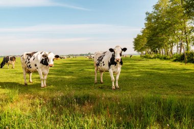 Hollanda 'nın Noordoostpoland' ı Flevoland 'da, güneşli bahar havasında Hollandalı bir grup inek dışarıda bekliyor.