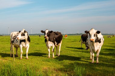 Hollanda 'nın Noordoostpoland' ı Flevoland 'da, güneşli bahar havasında Hollandalı bir grup inek dışarıda bekliyor.