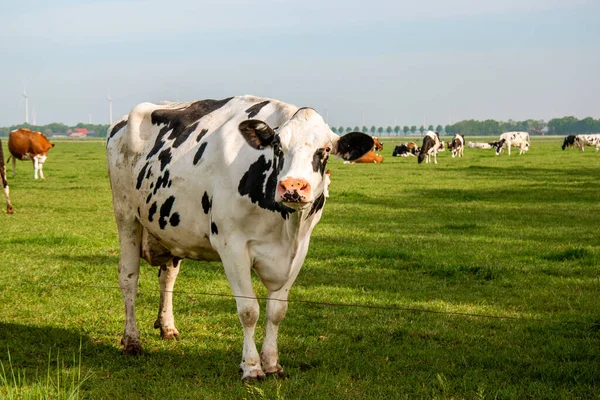 Nizozemská skupina krav venku za slunečného jarního počasí v Nizozemsku Noordoostpolder Flevoland — Stock fotografie