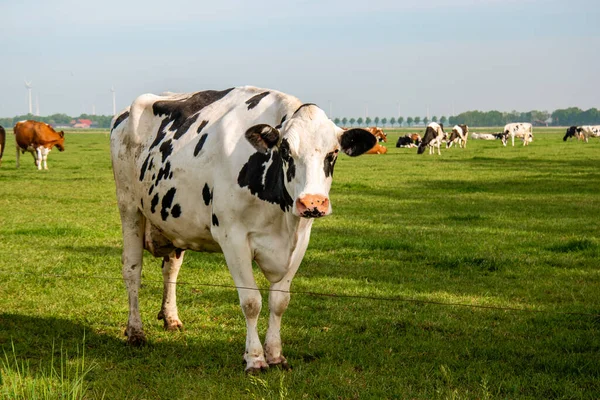 Nizozemská skupina krav venku za slunečného jarního počasí v Nizozemsku Noordoostpolder Flevoland — Stock fotografie