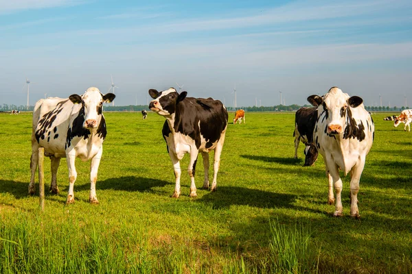 Nizozemská skupina krav venku za slunečného jarního počasí v Nizozemsku Noordoostpolder Flevoland — Stock fotografie