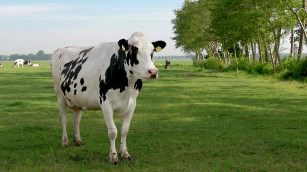 Grupo holandês de vacas fora durante o tempo ensolarado da primavera nos Países Baixos Noordoostpolder Flevoland — Vídeo de Stock
