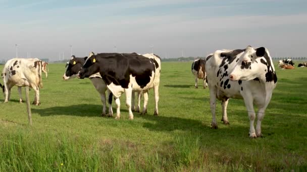 Hollanda 'nın Noordoostpoland' ı Flevoland 'da, güneşli bahar havasında Hollandalı bir grup inek dışarıda bekliyor. — Stok video