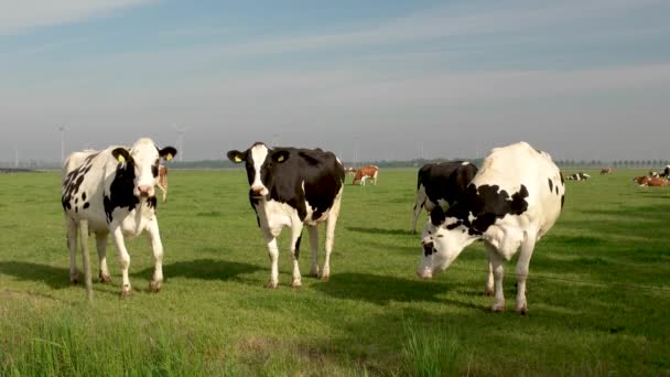 Holenderska grupa krów na zewnątrz podczas słonecznej wiosennej pogody w Holandii Noordoostpolder Flevoland — Wideo stockowe