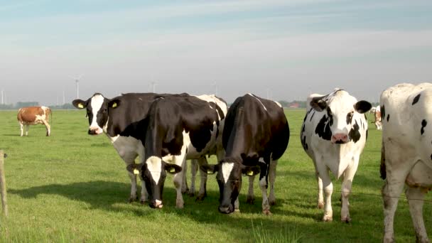 Holenderska grupa krów na zewnątrz podczas słonecznej wiosennej pogody w Holandii Noordoostpolder Flevoland — Wideo stockowe