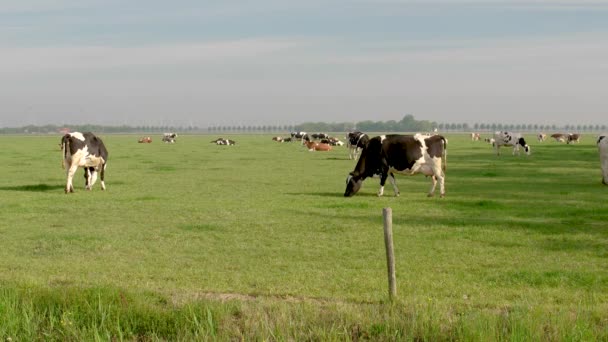 荷兰春天里阳光明媚的天气里，一群荷兰奶牛在外面放牛 — 图库视频影像