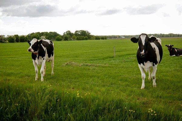 Nizozemská skupina krav venku za slunečného jarního počasí v Nizozemsku Noordoostpolder Flevoland — Stock fotografie