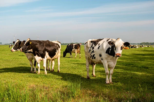 Nizozemská skupina krav venku za slunečného jarního počasí v Nizozemsku Noordoostpolder Flevoland — Stock fotografie