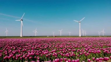 Hollanda 'daki lale tarlaları, İlkbaharda çiçek açan Hollanda soğan bölgesi, renkli lale tarlaları, İHA ile çekilen bahar boyunca renkli lale tarlaları.