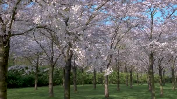 Blühende Frühlingsbäume, rosa japanische Kirschblütengärten in Amsterdam in voller Blüte.Bloesempark - Amsterdamse Bos — Stockvideo