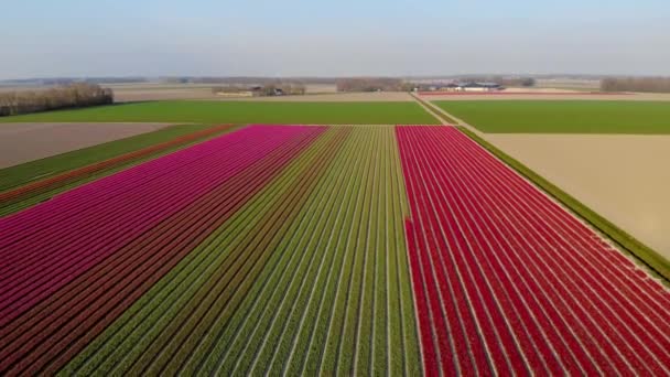 Tulipán mezők Hollandiában, Bulb régió Hollandia teljes virágzása tavasszal, színes tulipán mezők, színes tulipán mezők tavasszal forgatott drón — Stock videók