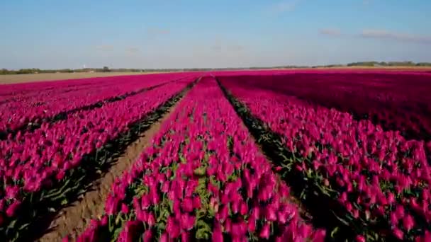 Тюльпаны поля в Нидерландах, луковица региона Голландия в полном расцвете весной, красочные поля тюльпанов, красочные поля тюльпанов весной сняты с беспилотника — стоковое видео