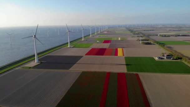 Hollanda 'daki yel değirmeni çiftliği, yel değirmeni türbini çiçekleri ve arazide çalışan çiftçiler, Hollanda' da yeşil enerji. — Stok video