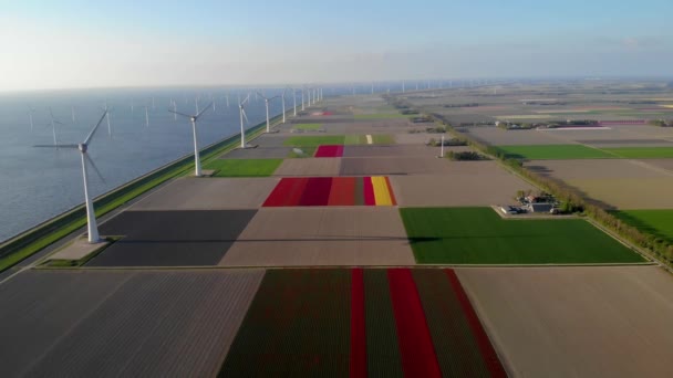 Fazenda de moinho de vento nos Países Baixos, flores de turbina de moinho de vento e agricultores trabalhando na terra, energia verde nos Países Baixos — Vídeo de Stock