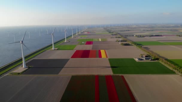 Mulino a vento nei Paesi Bassi, turbina a vento fiori e agricoltori che lavorano sulla terra, energia verde nei Paesi Bassi — Video Stock