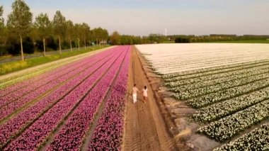 Hollanda 'da bahar boyunca çiçek tarlasında yürüyen çift, Tulip tarlasında erkek ve kız, Noordoostpolder Hollanda' da renkli çiçek çizgileri içinde erkek ve kadın.