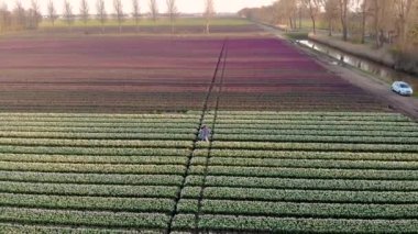 Hollanda 'da bahar boyunca çiçek tarlasında yürüyen çift, Tulip tarlasında erkek ve kız, Noordoostpolder Hollanda' da renkli çiçek çizgileri içinde erkek ve kadın.