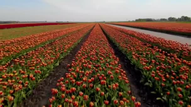 Campos de tulipas na Holanda, região de bulbo Holanda em plena floração durante a primavera, campos de tulipas coloridos, campos de tulipas coloridos durante a primavera filmados com drone — Vídeo de Stock