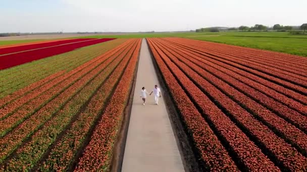 Pareja caminando en el campo de flores durante la primavera en los Países Bajos, niño y niña en el campo de tulipanes, hombres y mujeres en líneas de colores de flores en el Noordoostpolder Holanda — Vídeos de Stock