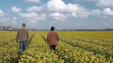 Hollanda 'da bahar boyunca çiçek tarlasında yürüyen çift, Tulip tarlasında erkek ve kız, Noordoostpolder Hollanda' da renkli çiçek çizgileri içinde erkek ve kadın.