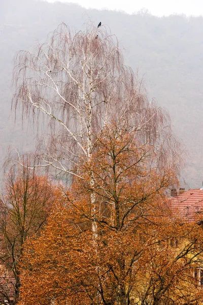 秋の背の高い白樺の木 — ストック写真