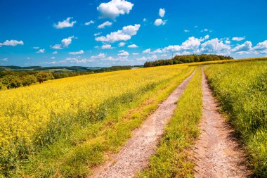Spaziergang Ben Rapsfeld entlang