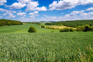 Weizenfeld en schoenen blauen Himmel und weie Wolken
