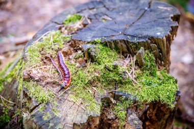 Eine Raupe auf dem Baumklotz 