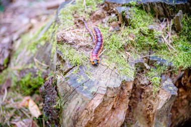 Eine Raupe auf dem Baumklotz 