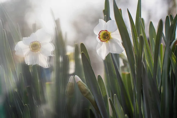 Natureza Primavera Está Viva Flores Devolvem Esta Atmosfera Despertar Natureza — Fotografia de Stock