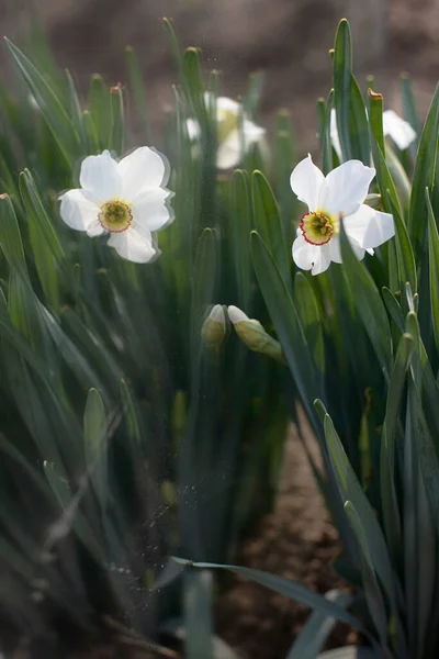 Natureza Primavera Está Viva Flores Devolvem Esta Atmosfera Despertar Natureza — Fotografia de Stock