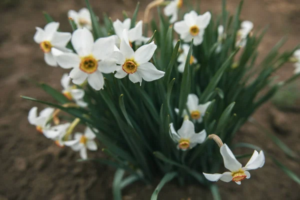 Narciso Cresce Jardim — Fotografia de Stock