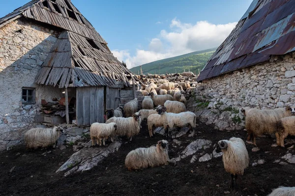 Lukomir Bosnia Herzegovina Una Soleada Tarde Verano Pueblo Lukomir Montaña —  Fotos de Stock